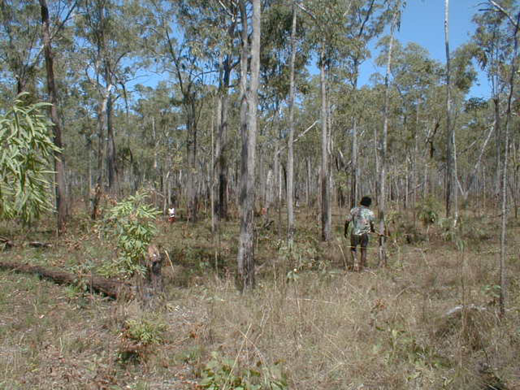 stringybark eucalyptus forest