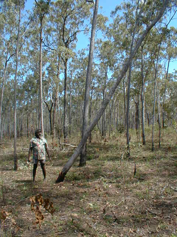 Djalu can not tell a lie. He chopped down the stringybark tree.